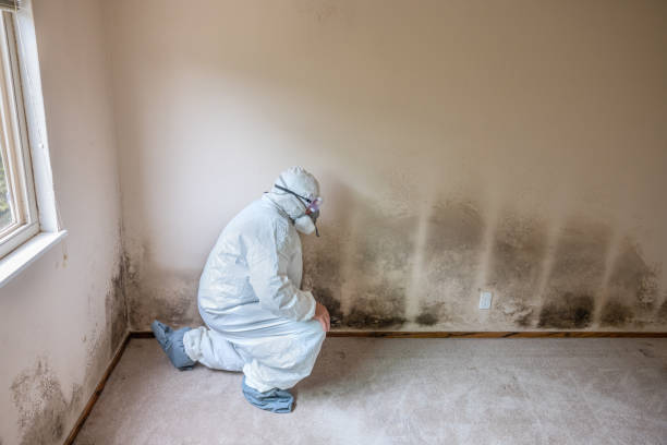 Best Toxic Mold Removal  in Grover Beach, CA