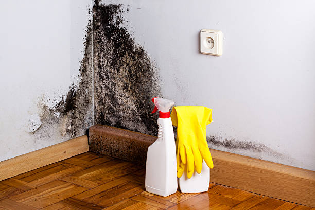 Best Professional Mold Removal  in Grover Beach, CA